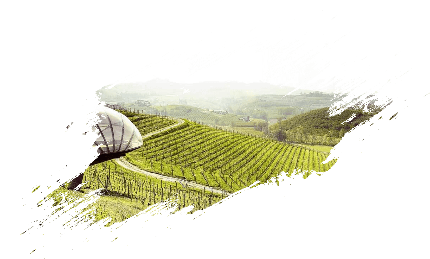 Hillside vineyard