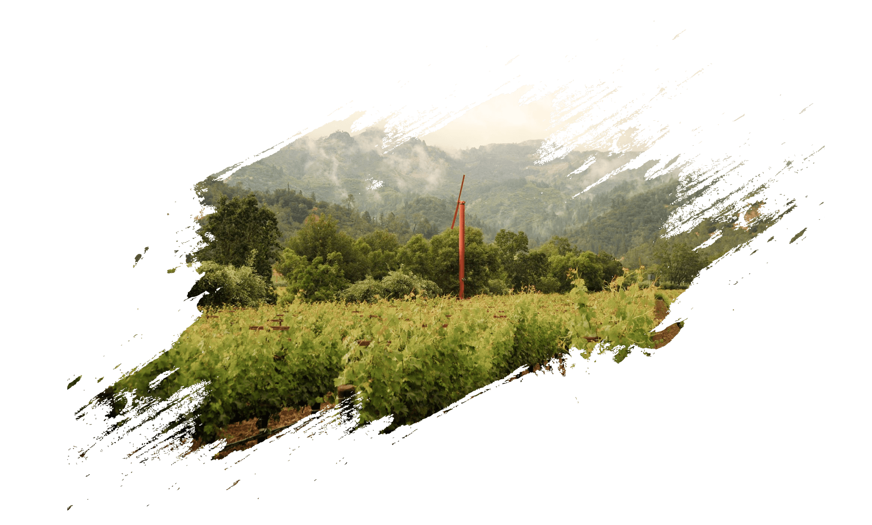 Estate vineyard