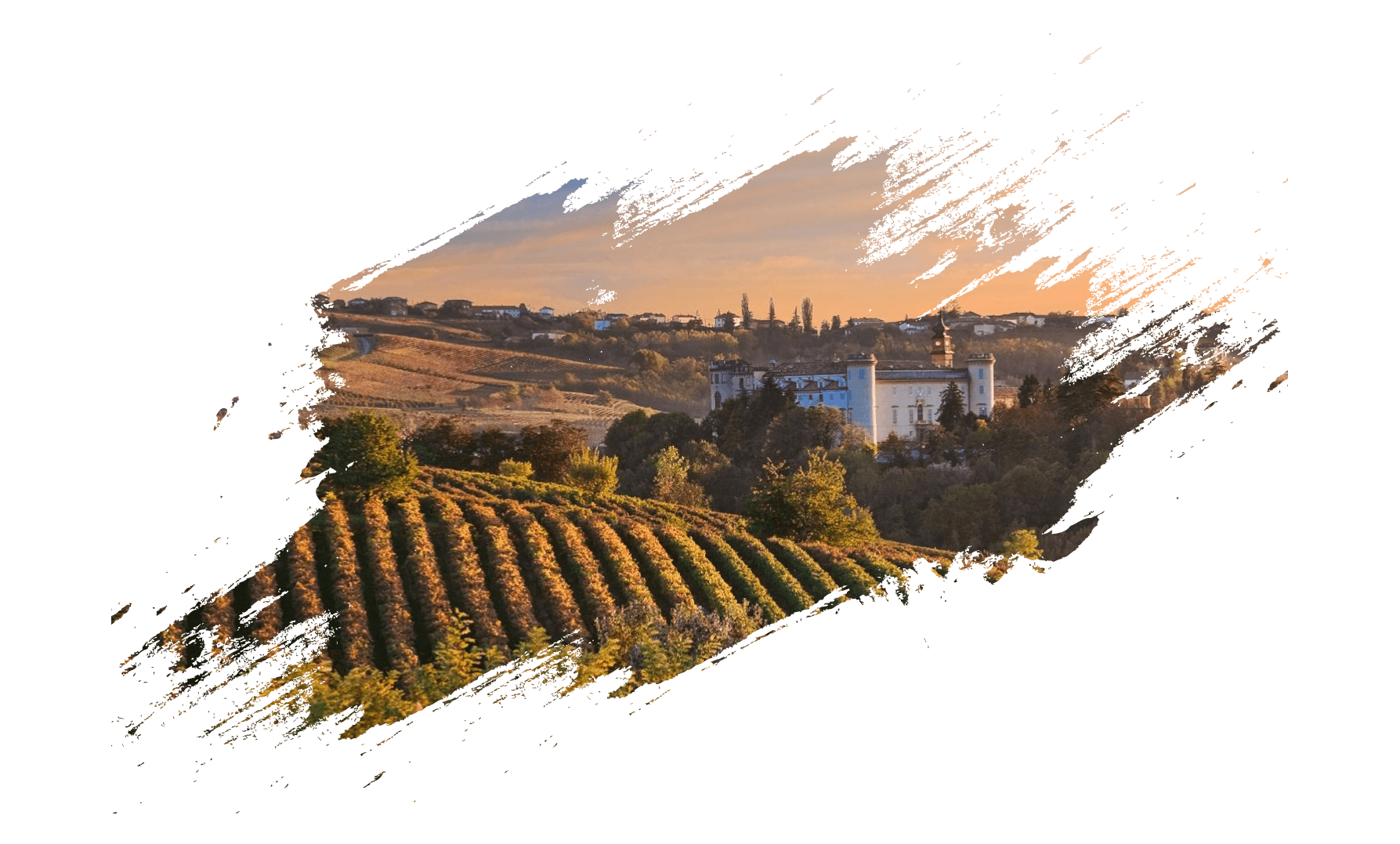 Vineyard rows below the estate at dusk