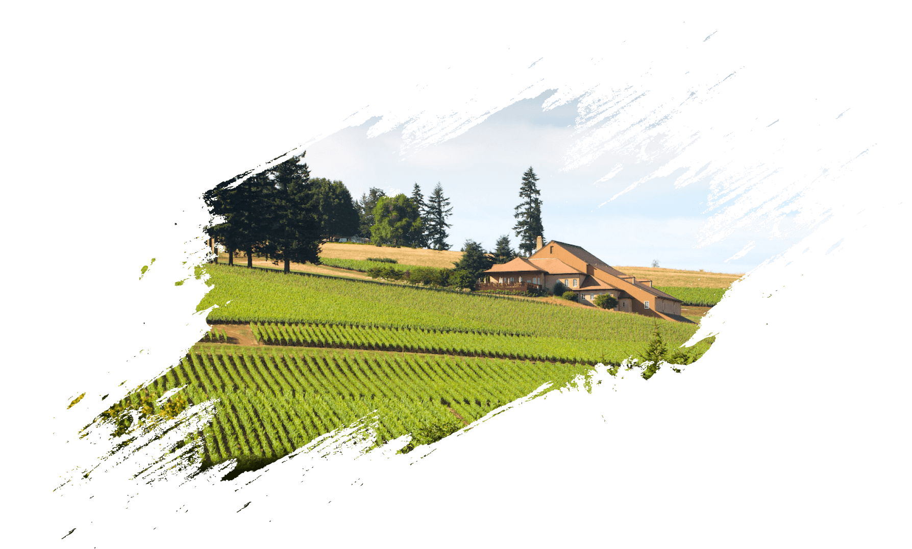 Vineyard at first light